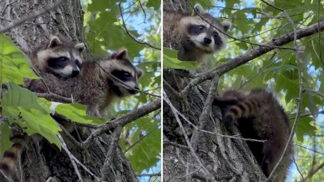 Two raccoons peek out from the branches of a tree surrounded by green leaves.