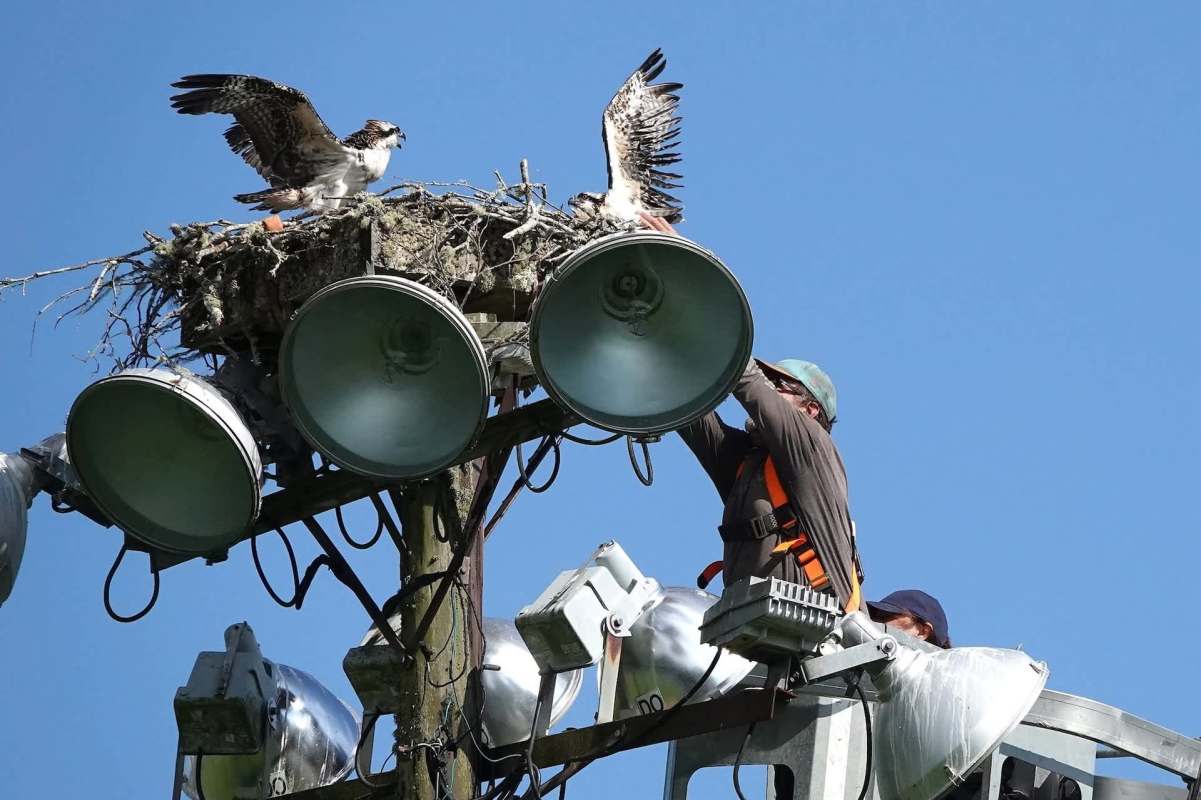 A person reaching up to an osprey nest.