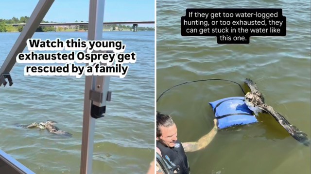 A young, exhausted Osprey is rescued from the water by a person using a floating device.