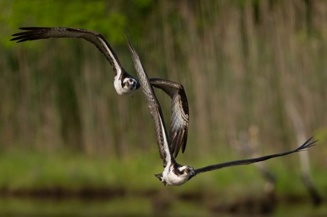 Osprey flying over a wetland.