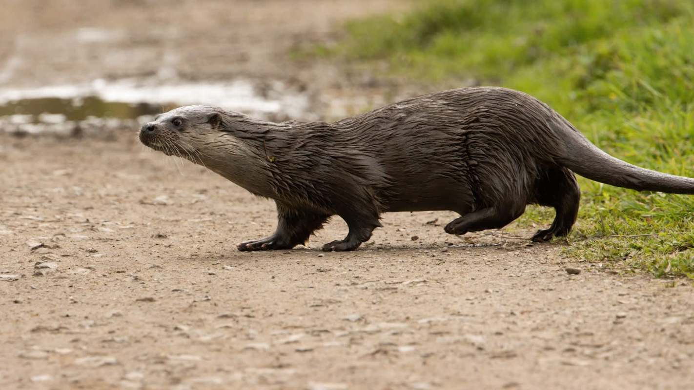An otter walking on a dirt path near grass and water.