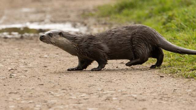 An otter walking on a dirt path near grass and water.