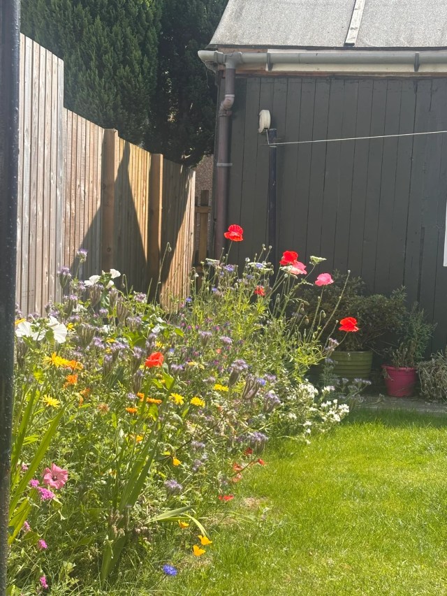 A patch of wildflowers. 