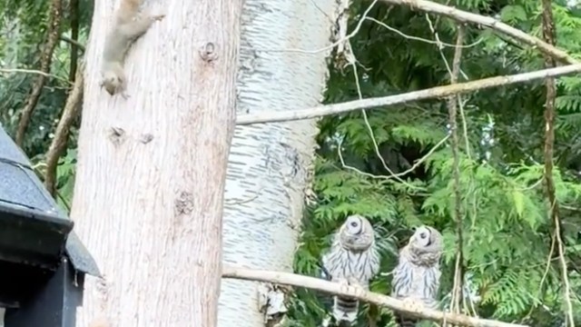 A squirrel climbs a tree while two owls sit on a branch nearby, surrounded by lush greenery.