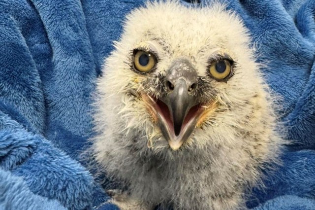An owlet.
