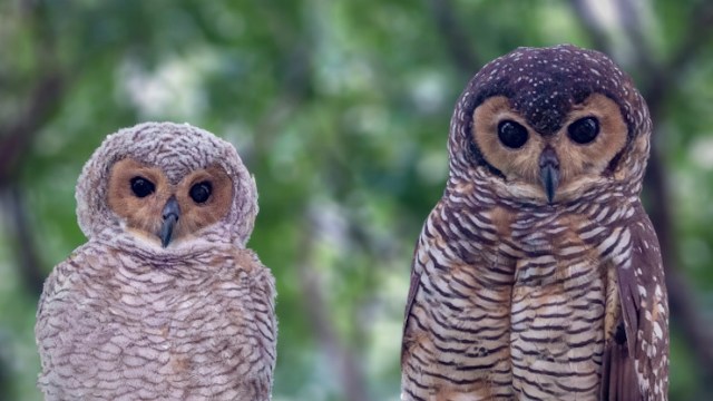 A young spotted wood owl perched next to its mother.