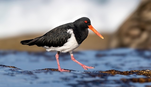 A black and white oystercatcher walking on rocky shore with a blurred ocean background.