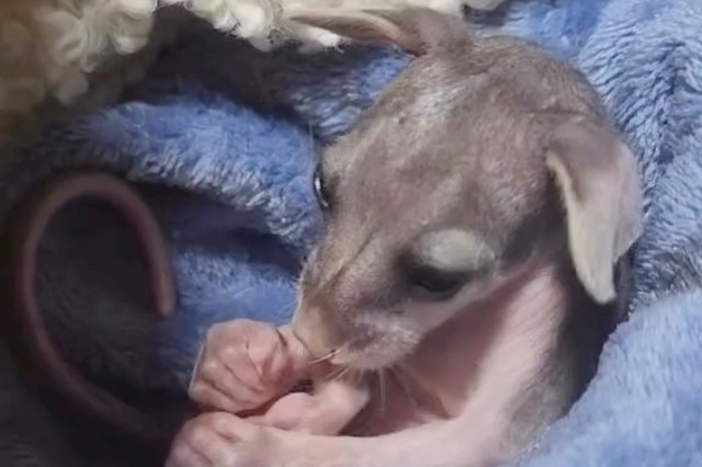 A young brushtail possum curled up in a blue blanket.