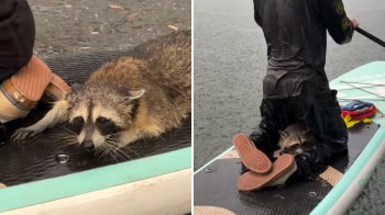 A raccoon huddling near a person on a paddleboard.