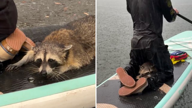 A raccoon huddling near a person on a paddleboard.