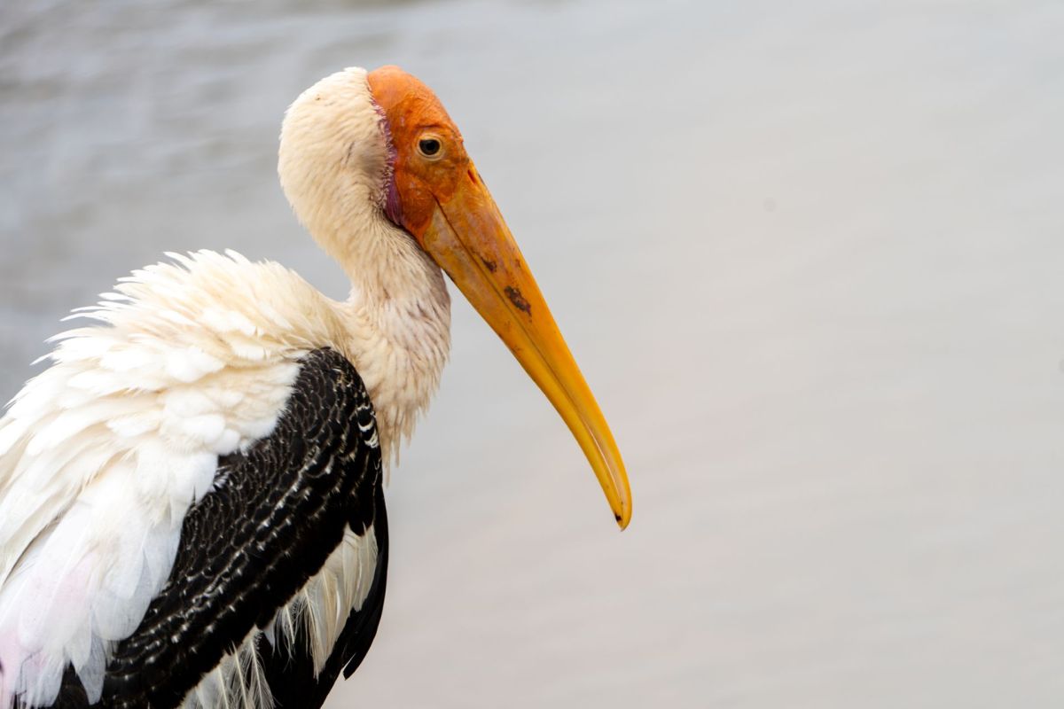 A painted stork with a featherless orange-yellow face.