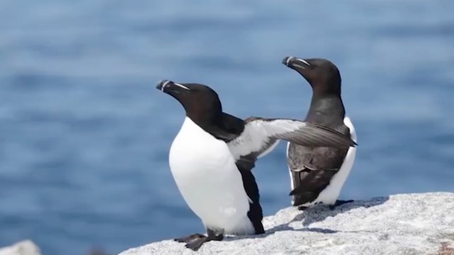 Two seabirds with black heads and white bellies stand on a rocky ledge overlooking the ocean.