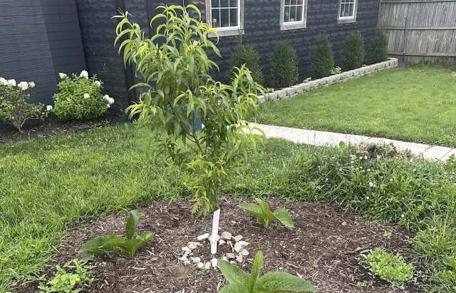 A young tree surrounded by mulch and green plants in a landscaped yard with a pathway and a black house in the background.