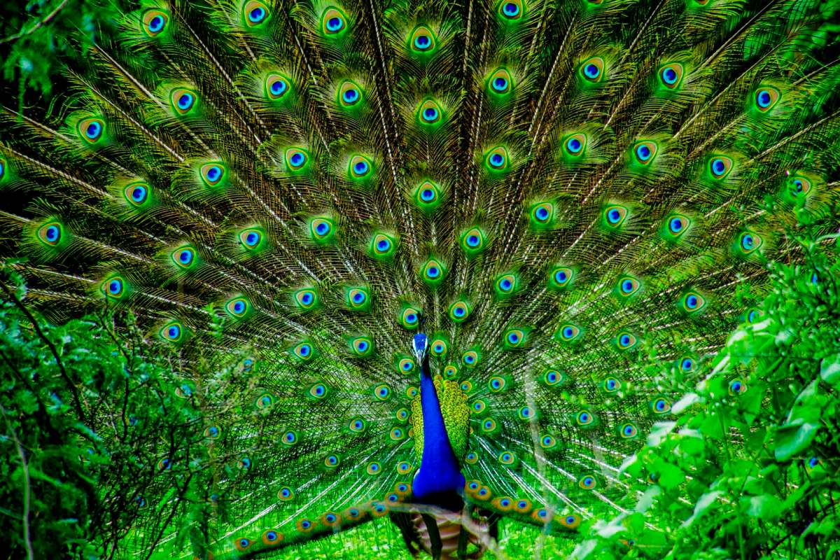A colorful peacock displaying its vibrant tail feathers amidst lush green foliage.