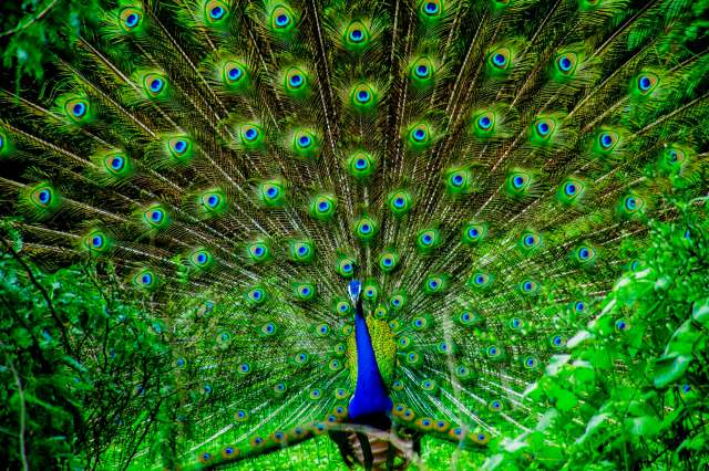 A colorful peacock displaying its vibrant tail feathers amidst lush green foliage.