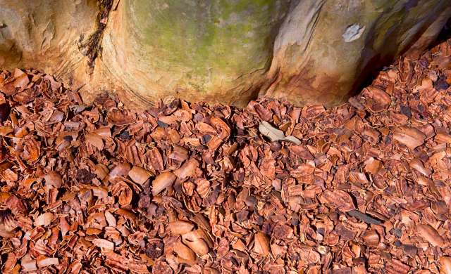 Pecan shell mulch.
