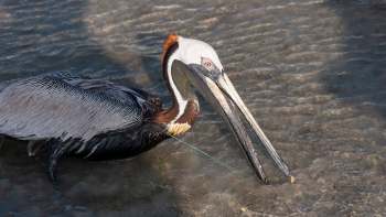 A close-up of a pelican wading in shallow water with fishing line in its bill.