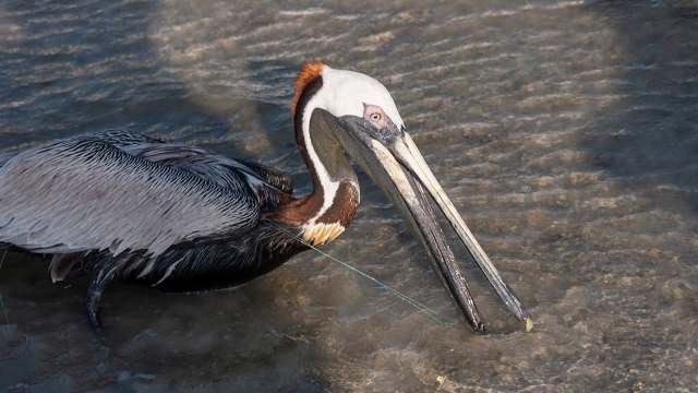 A close-up of a pelican wading in shallow water with fishing line in its bill.
