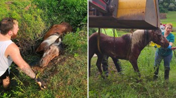 Rescuers helping a pony stuck in mud.