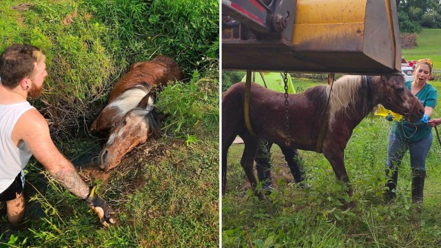 Rescuers helping a pony stuck in mud.