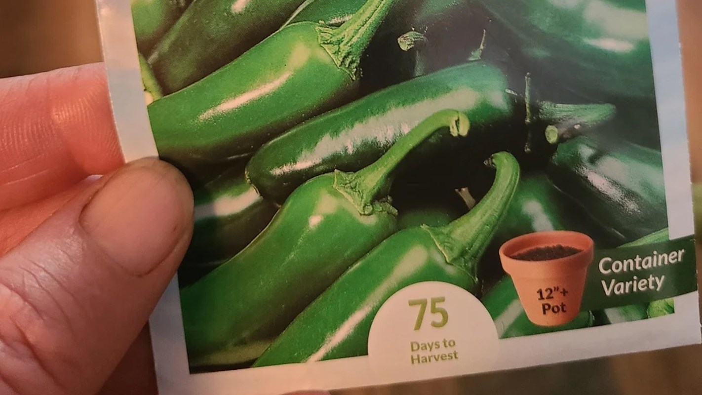 A hand holding a seed packet featuring green jalapeño peppers and planting instructions.