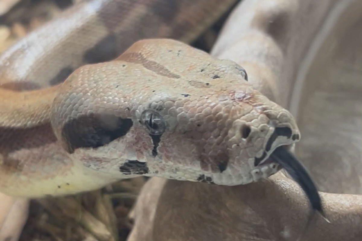A snake flicking its tongue.