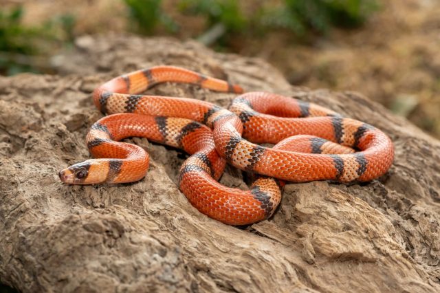 A colorful orange and black snake resting on a textured wooden surface.
