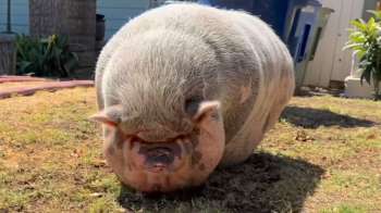 A giant pig.