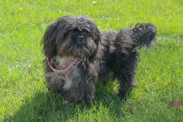A small, black dog.