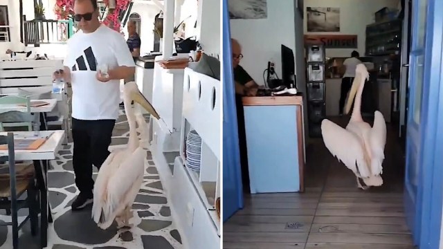 A man in sunglasses walks alongside a large pelican inside a cafe, with another person seated at a computer in the background.