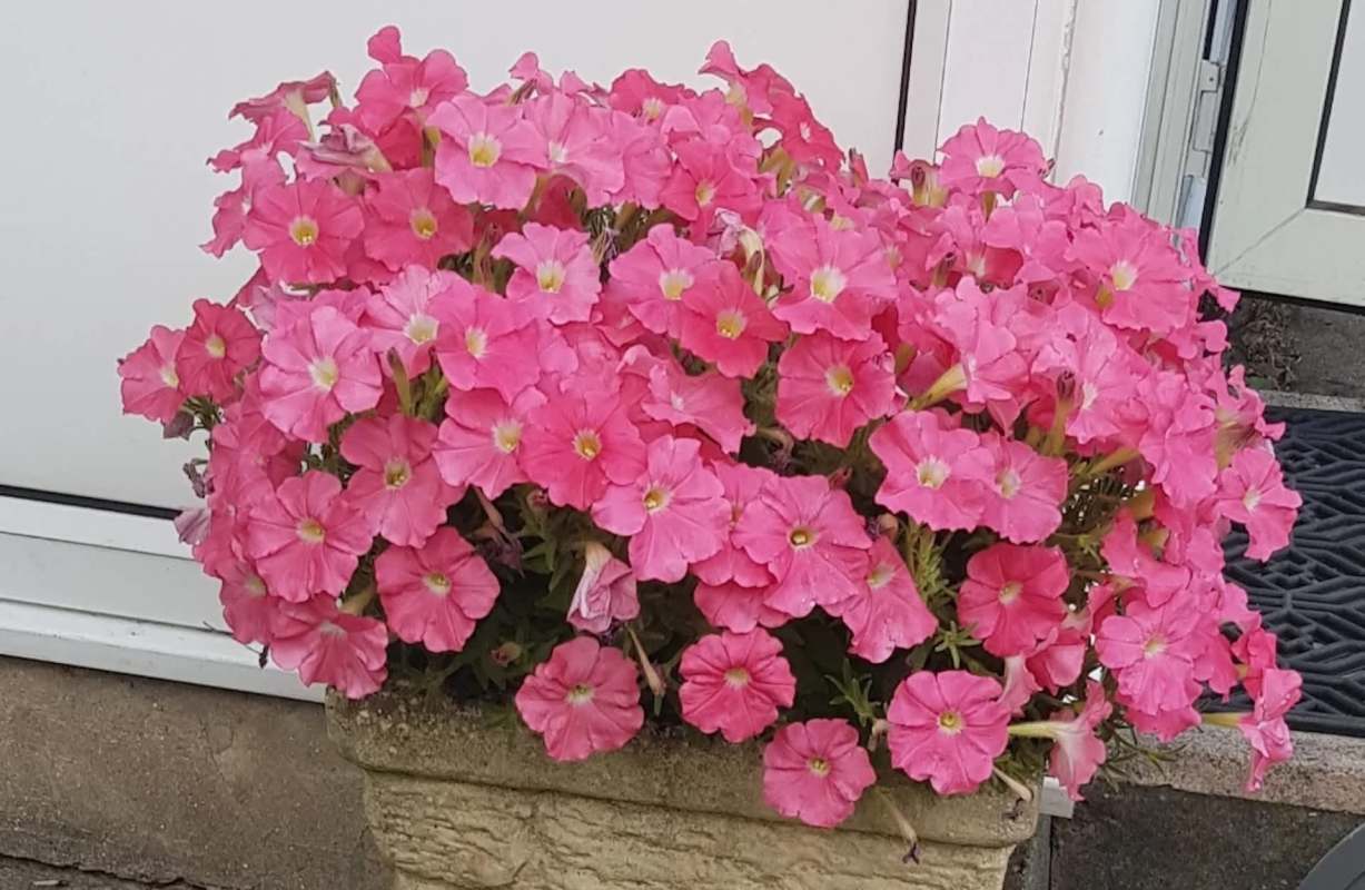 A vibrant pot overflowing with pink petunias near a house entrance.