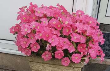 A vibrant pot overflowing with pink petunias near a house entrance.