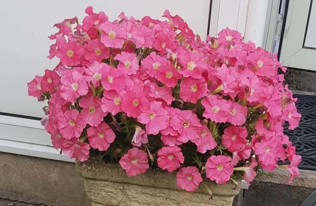 A vibrant pot overflowing with pink petunias near a house entrance.