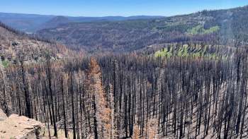 A burned landscape featuring charred trees and green regrowth in the foreground and mountains in the background.