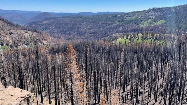 A burned landscape featuring charred trees and green regrowth in the foreground and mountains in the background.