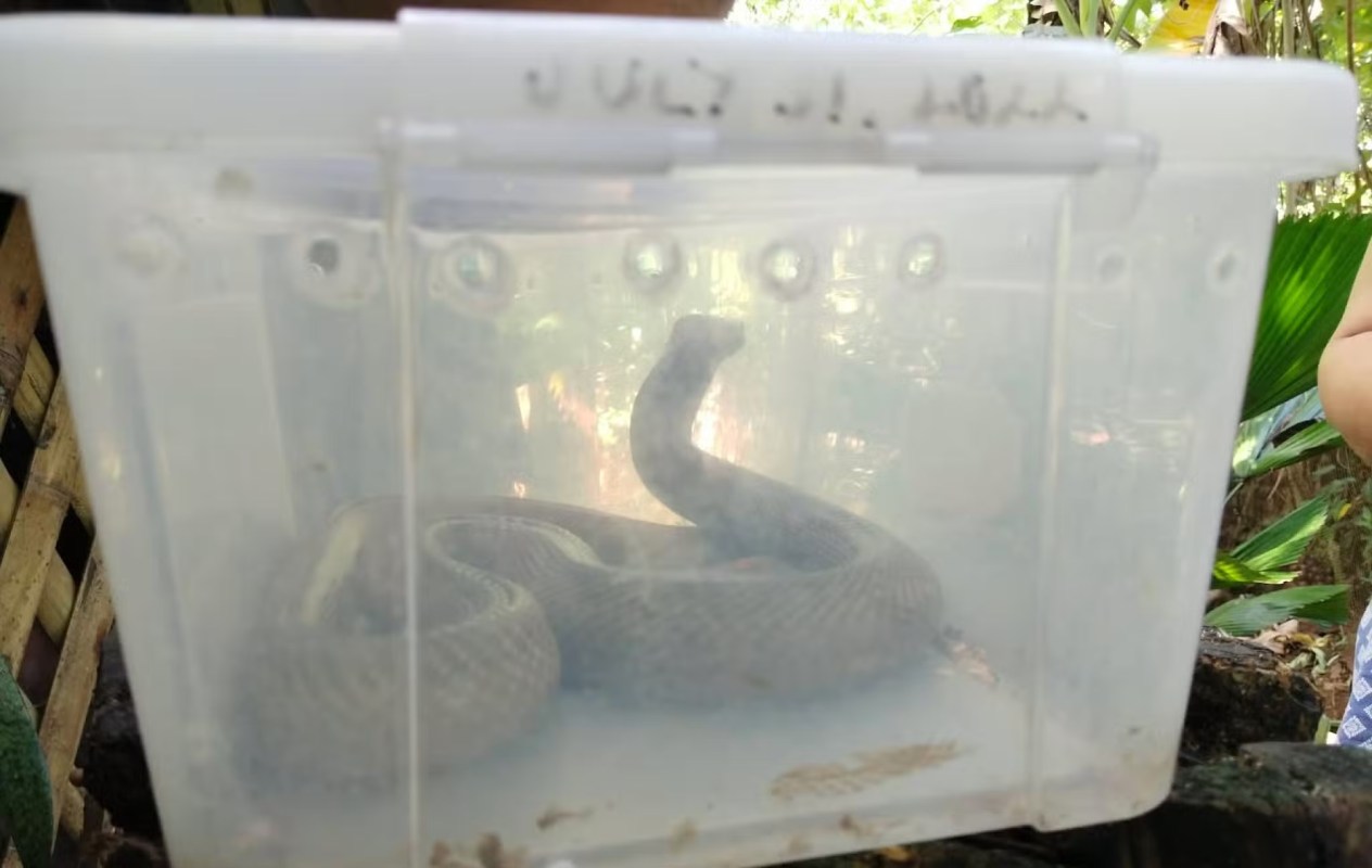 A snake is coiled inside a clear plastic container in a natural outdoor setting.