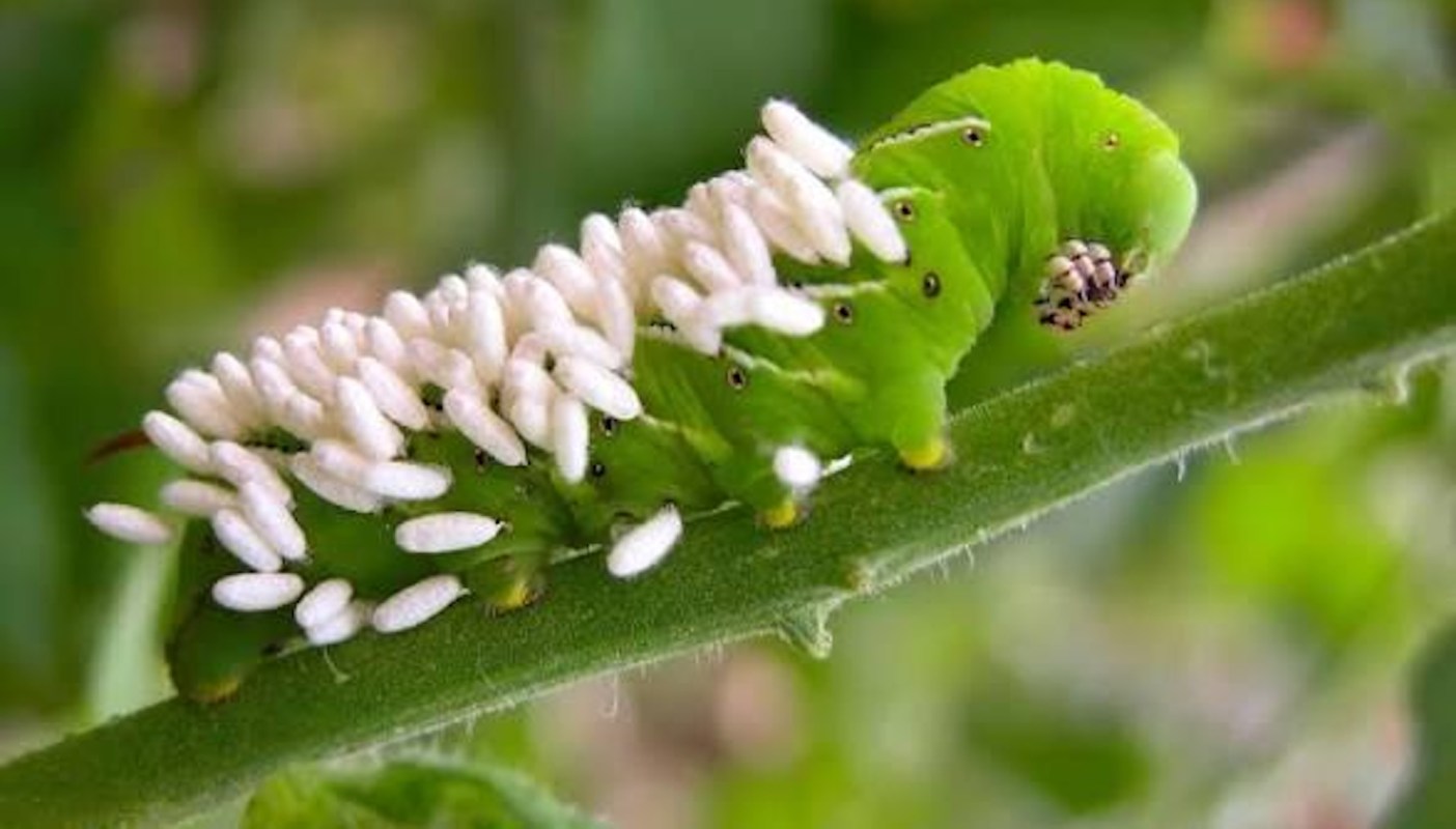 A green caterpillar covered in small white larvae on a green leaf.