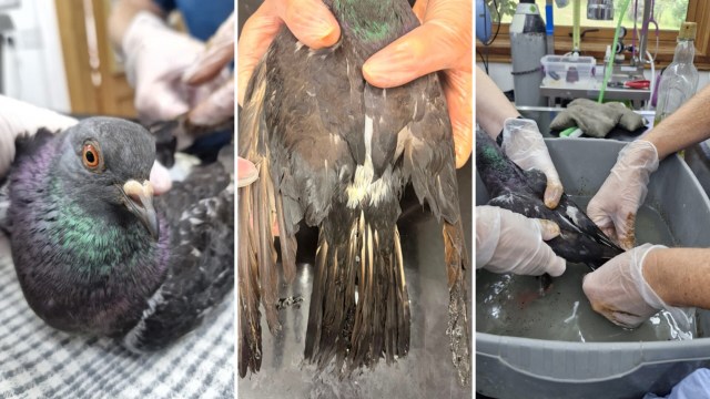 A pigeon is being treated by caregivers, showcasing its feathers and a washing process in veterinary care.