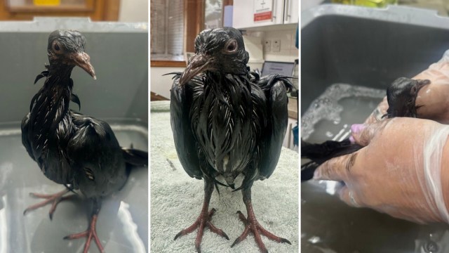 A black bird with wet feathers stands on a towel while being gently held by a person in gloves.