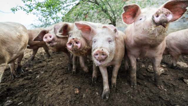 A group of pigs with pink skin and dirty snouts stands in a muddy pen under leafy trees.