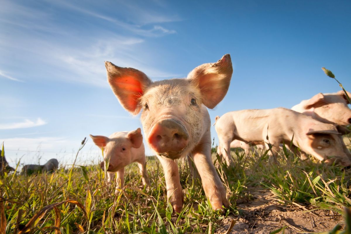 Pigs in a field.