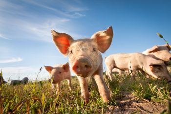 Pigs in a field.