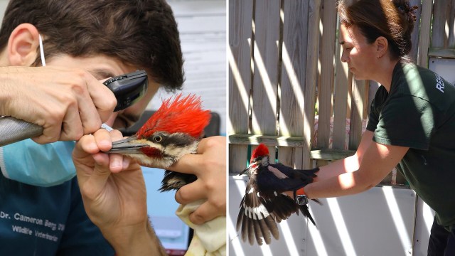 A veterinarian examines a woodpecker, while another person prepares to release it outdoors.