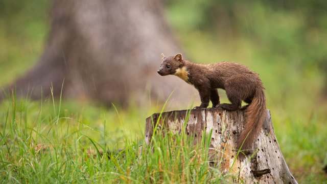 A marten stands alert on a tree stump surrounded by green grass in a forest setting.