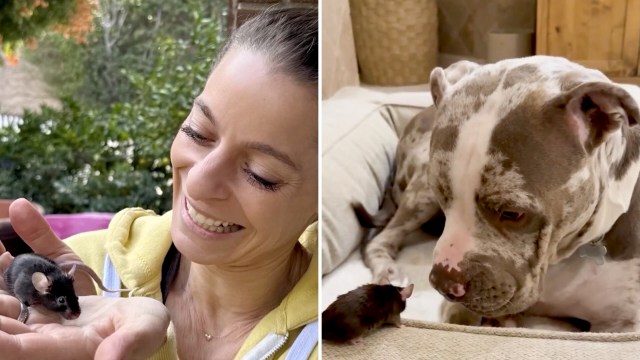 A woman smiles while holding a small mouse, and a dog curiously watches the pet mouse nearby.