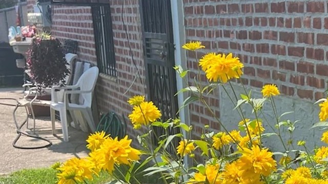 Bright yellow flowers bloom in front of a brick wall, with white chairs and a garden hose visible in the background.