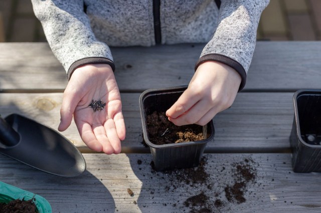 A child planting seeds.