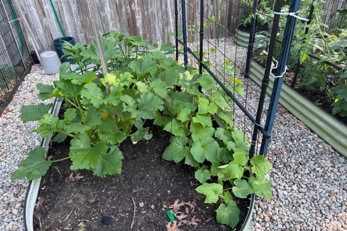 Zucchini and cucumber plants in a garden.