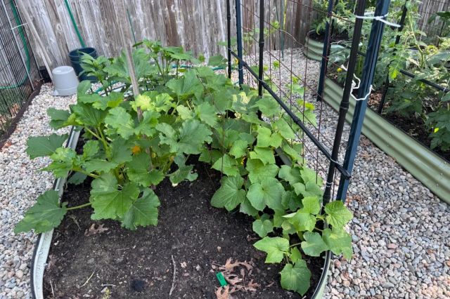 Zucchini and cucumber plants in a garden.