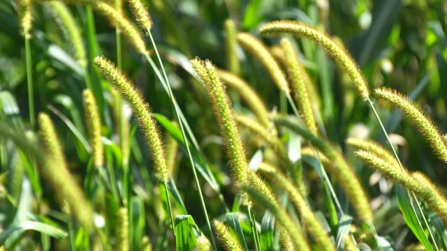 Close-up of tall, slender grass with spike-like seed heads swaying in the sunlight.